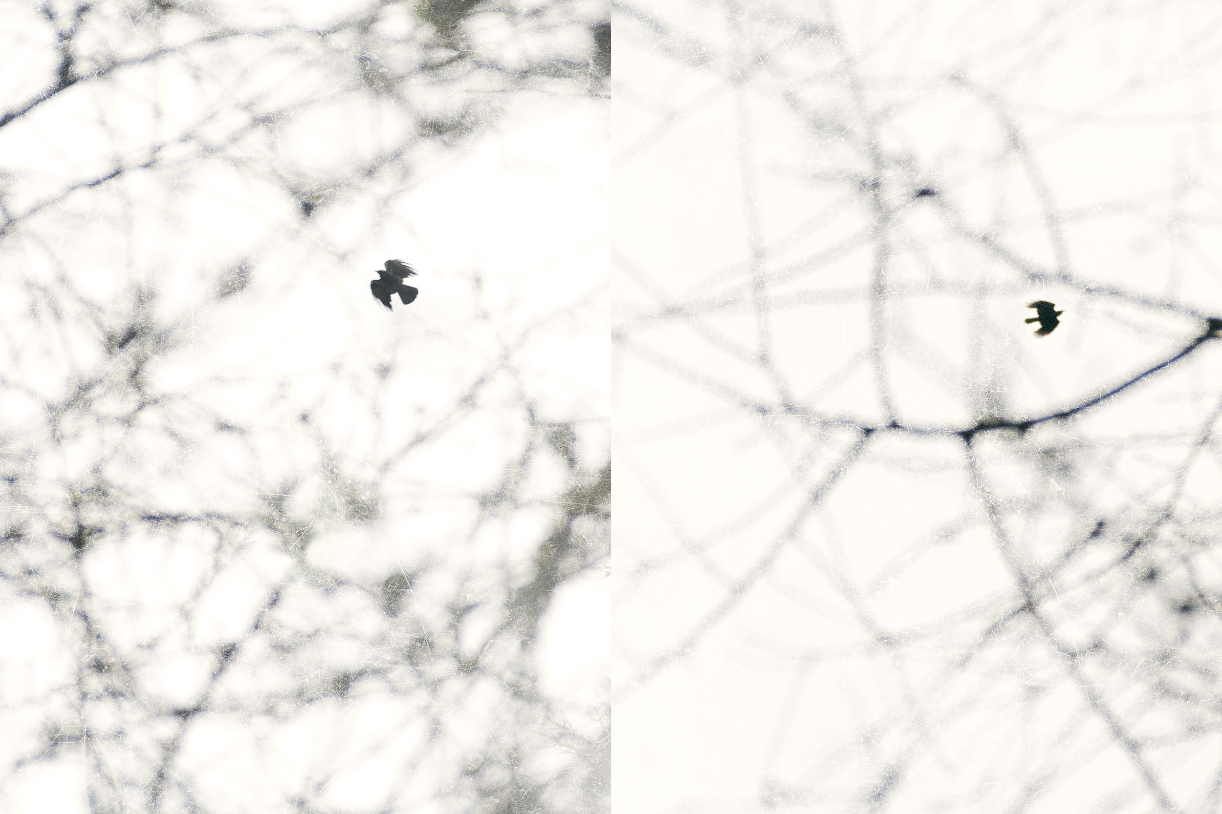 Freebird i 130109-0273