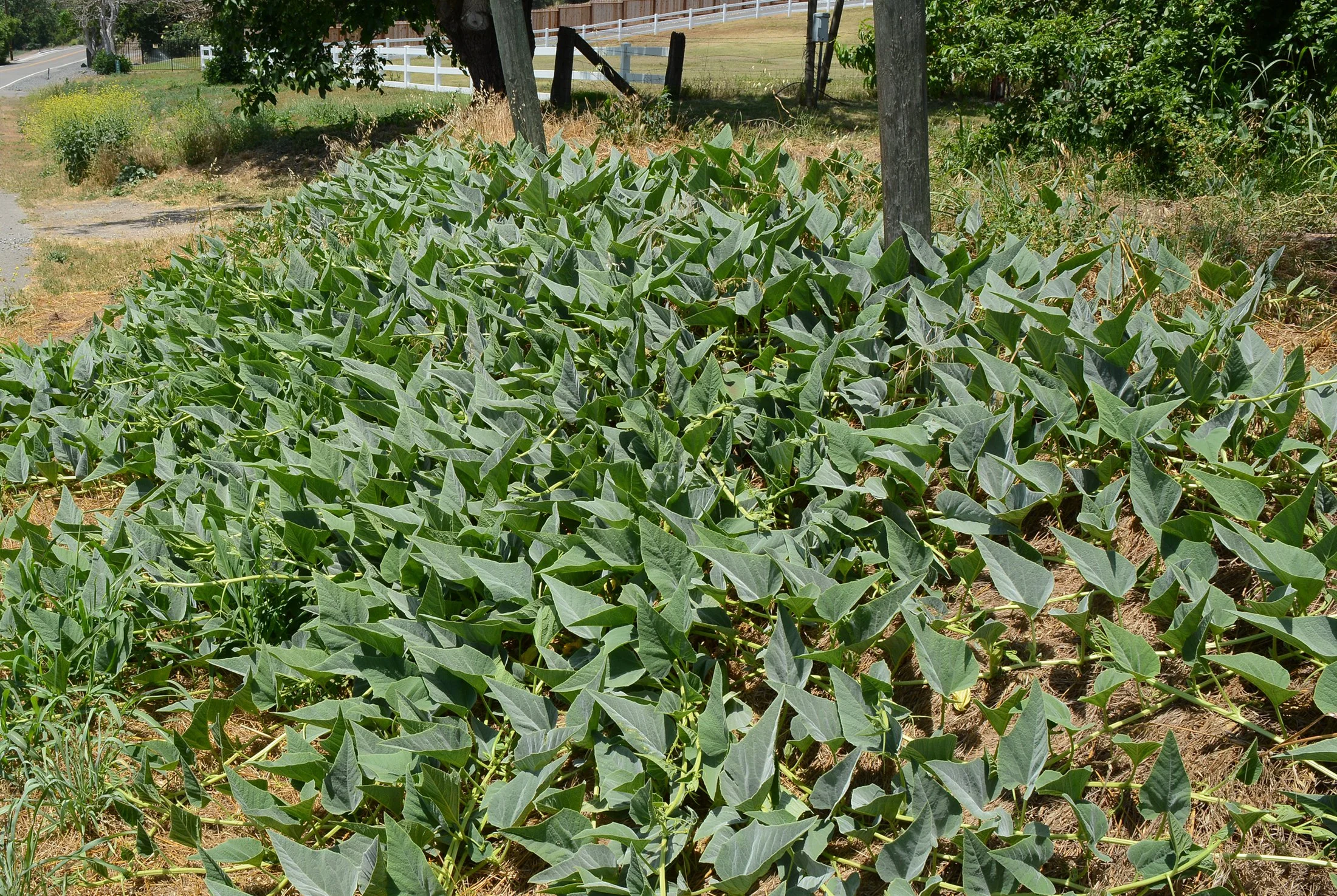 Cucurbita foetidissima