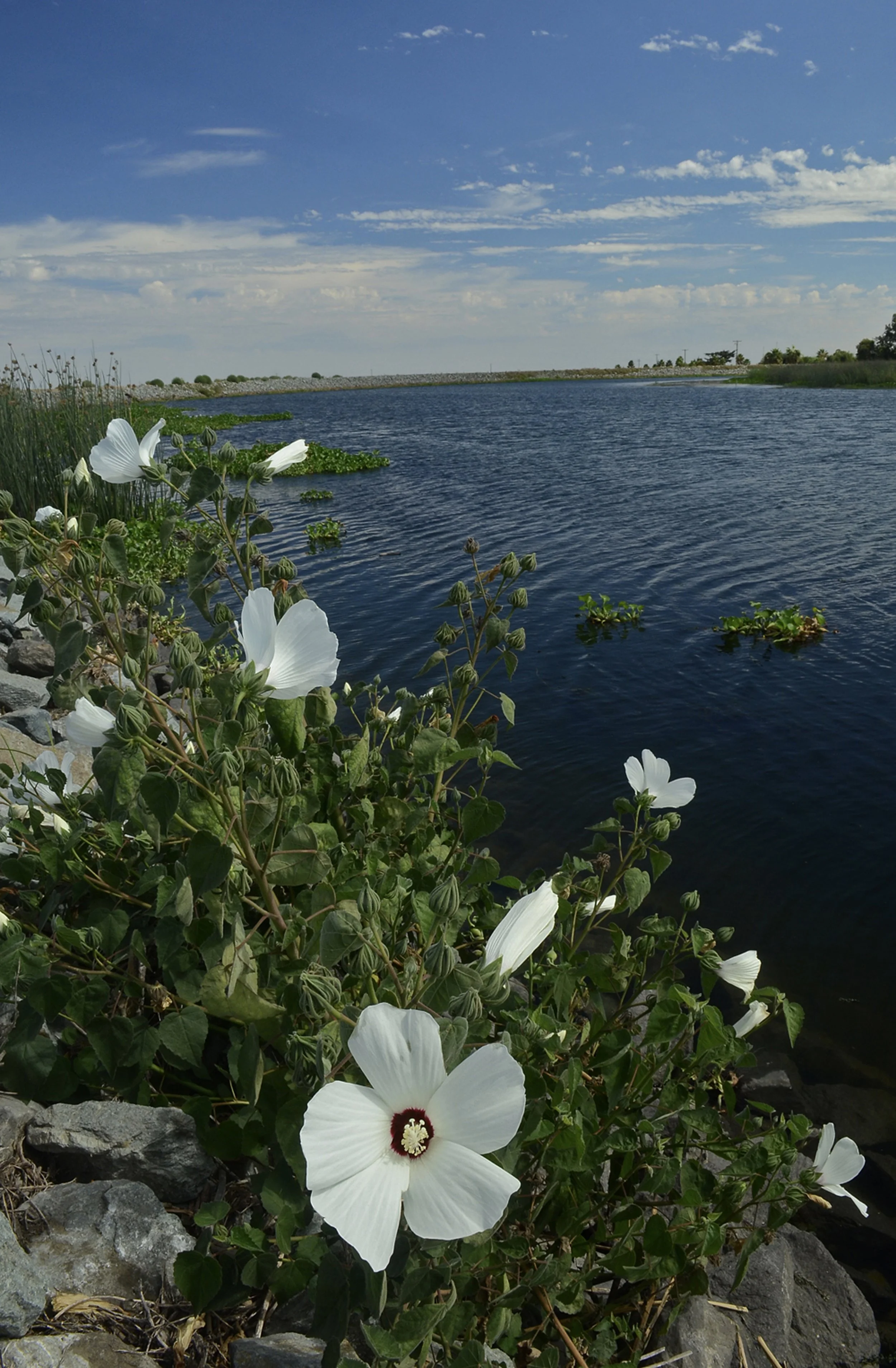 Hibiscus californica