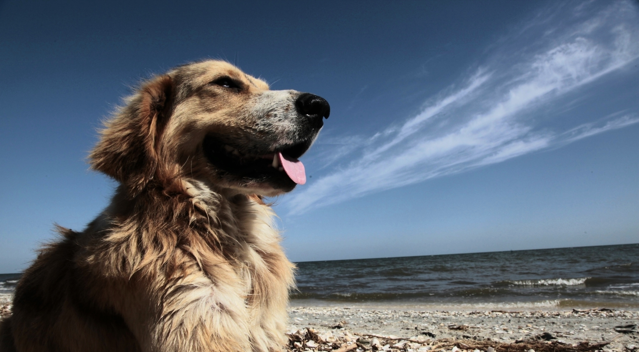 gen7pets promenade pet stroller