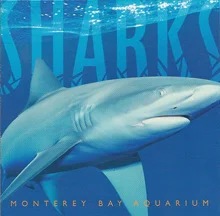 Sharks; Myth or Mystery download