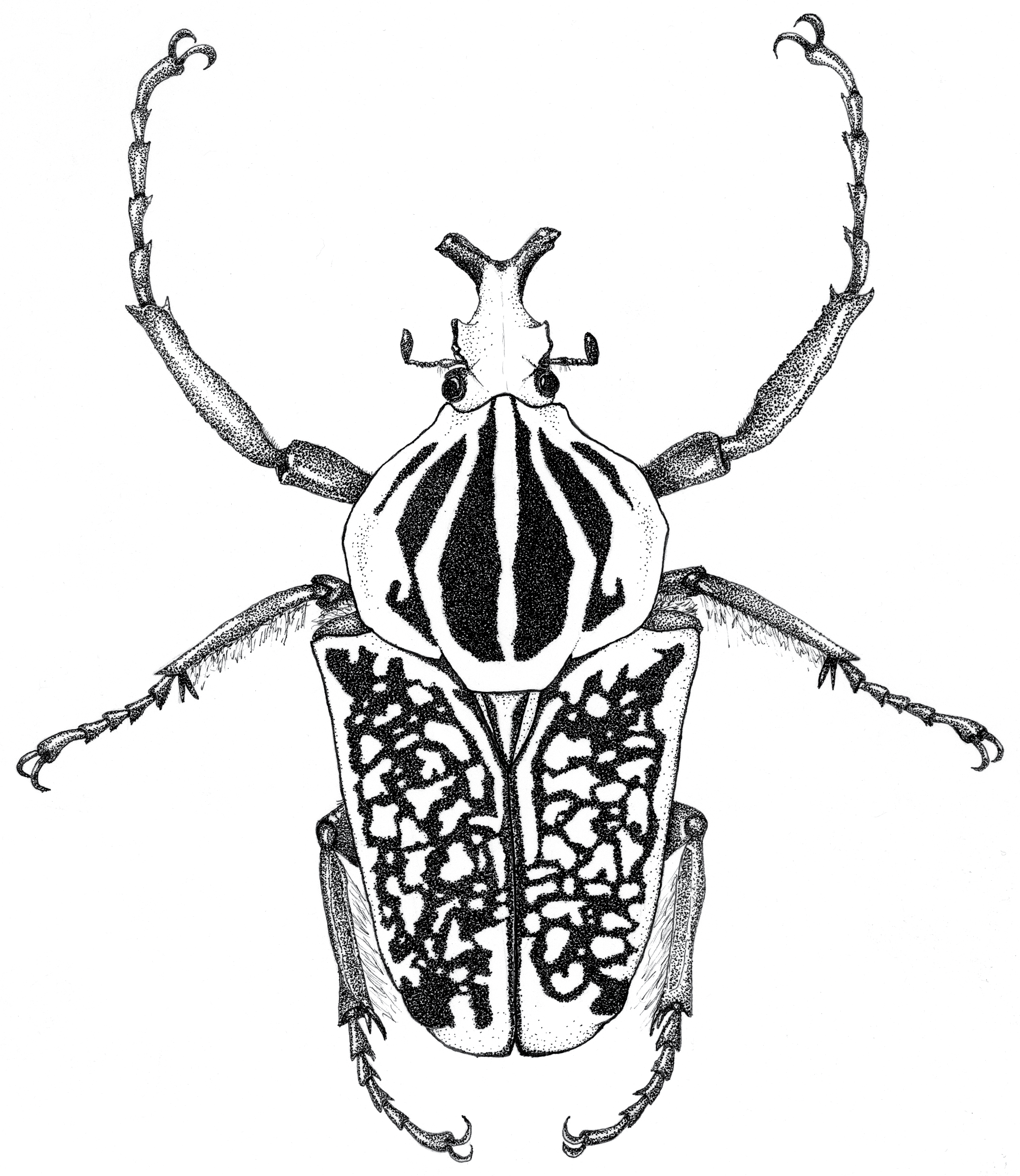 Goliath Beetle
