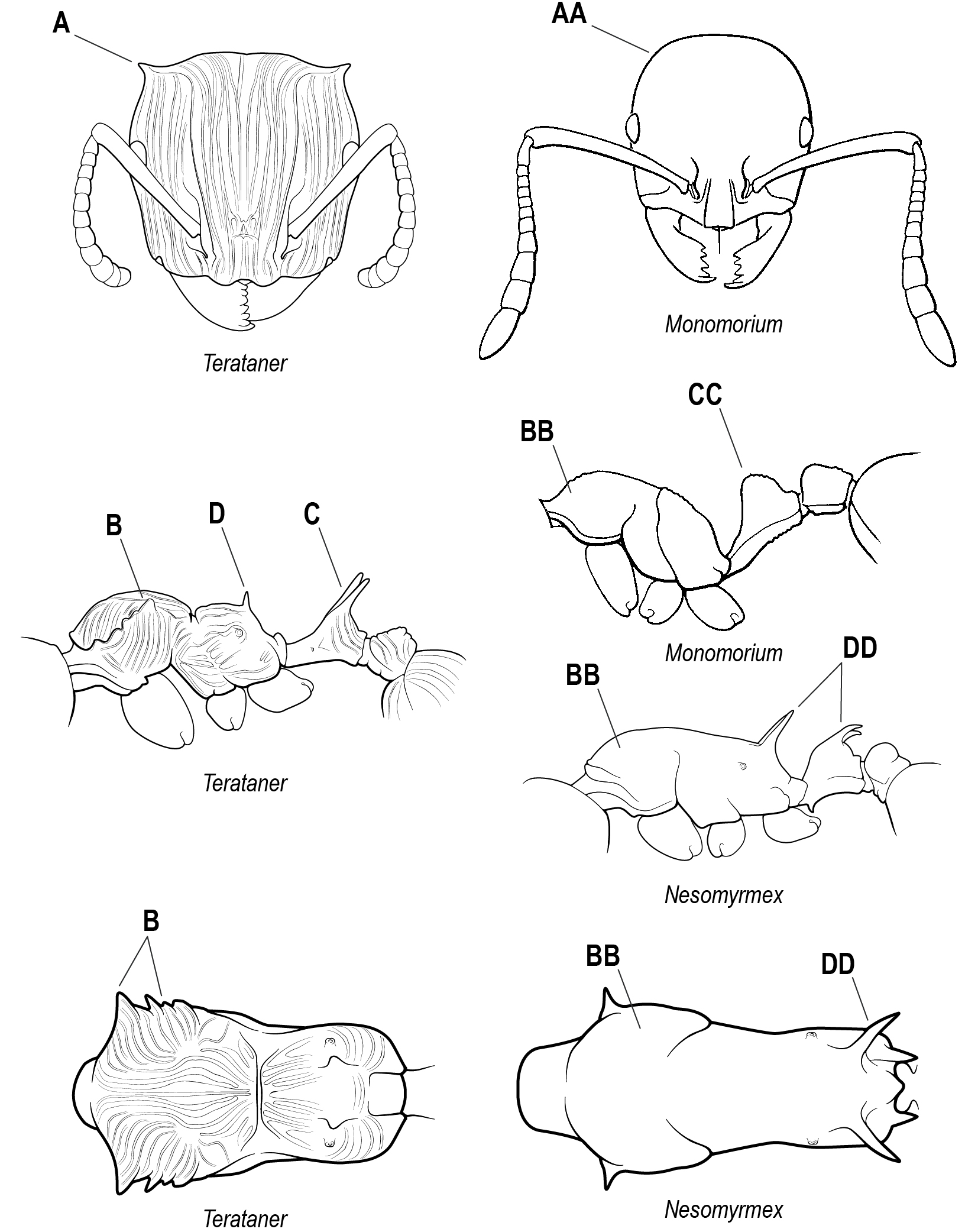 Examples of Madagascar ants for Madagascar Ant Guide