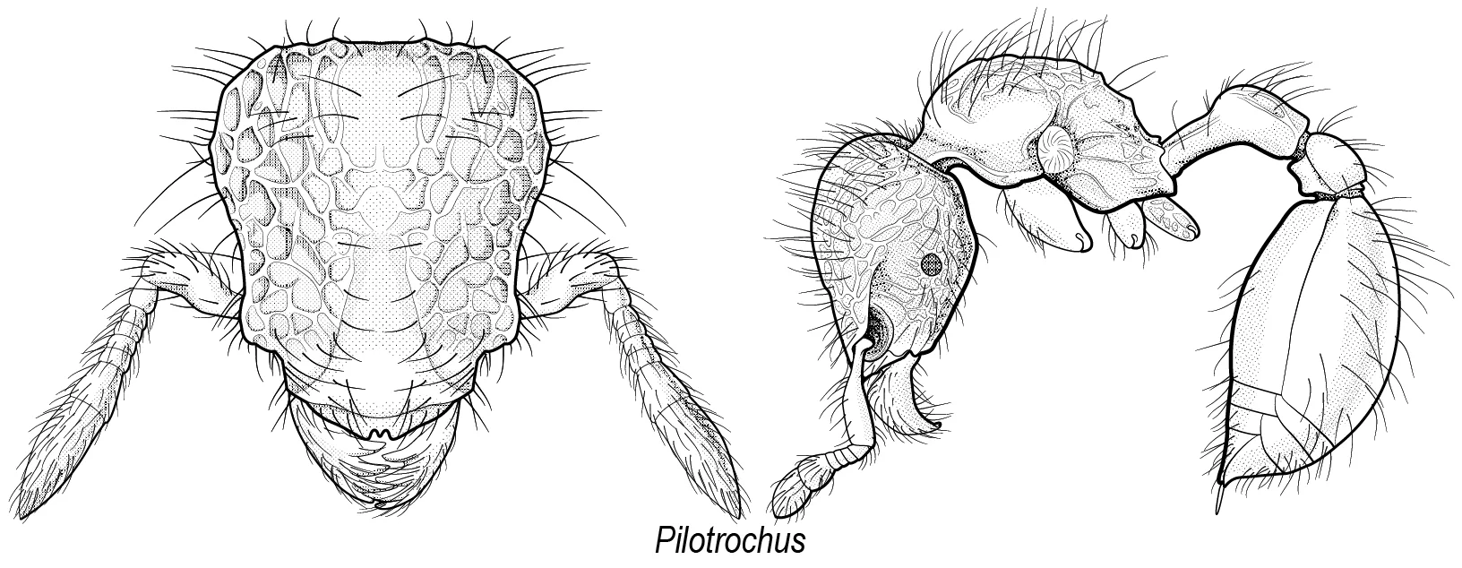 Head and profile of Madagascar ant
