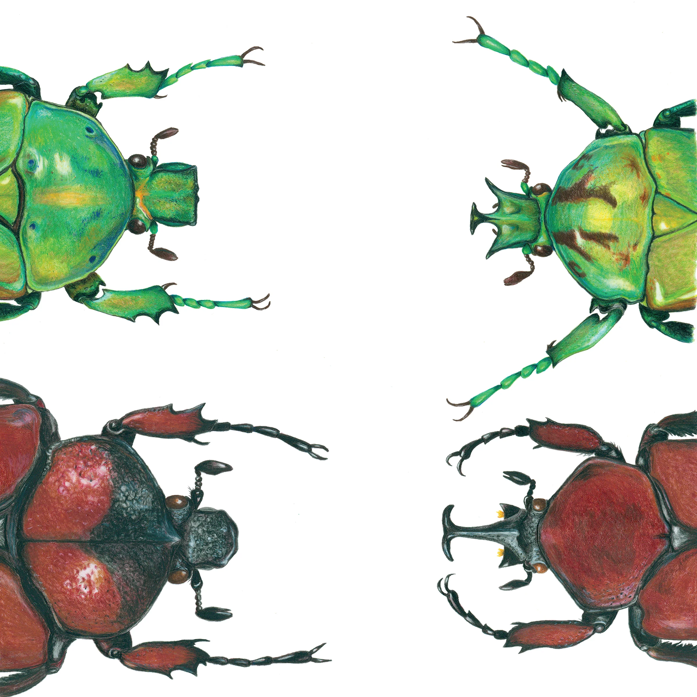 Green Jewel Beetle and Brown Beetle