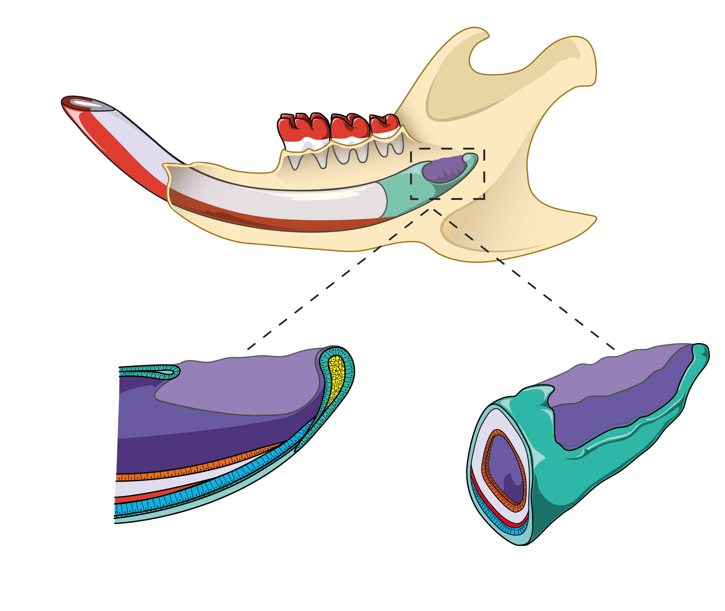 Schematic illustration of a mouse incisor and stem cells