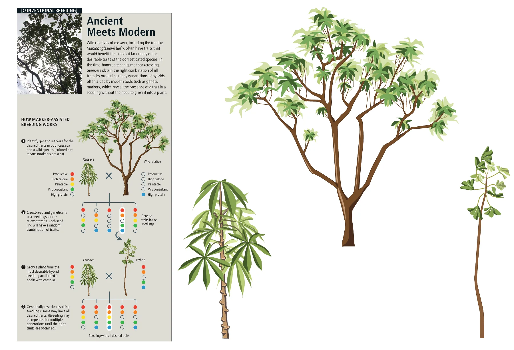 "Breeding Cassava to Feed the Poor"