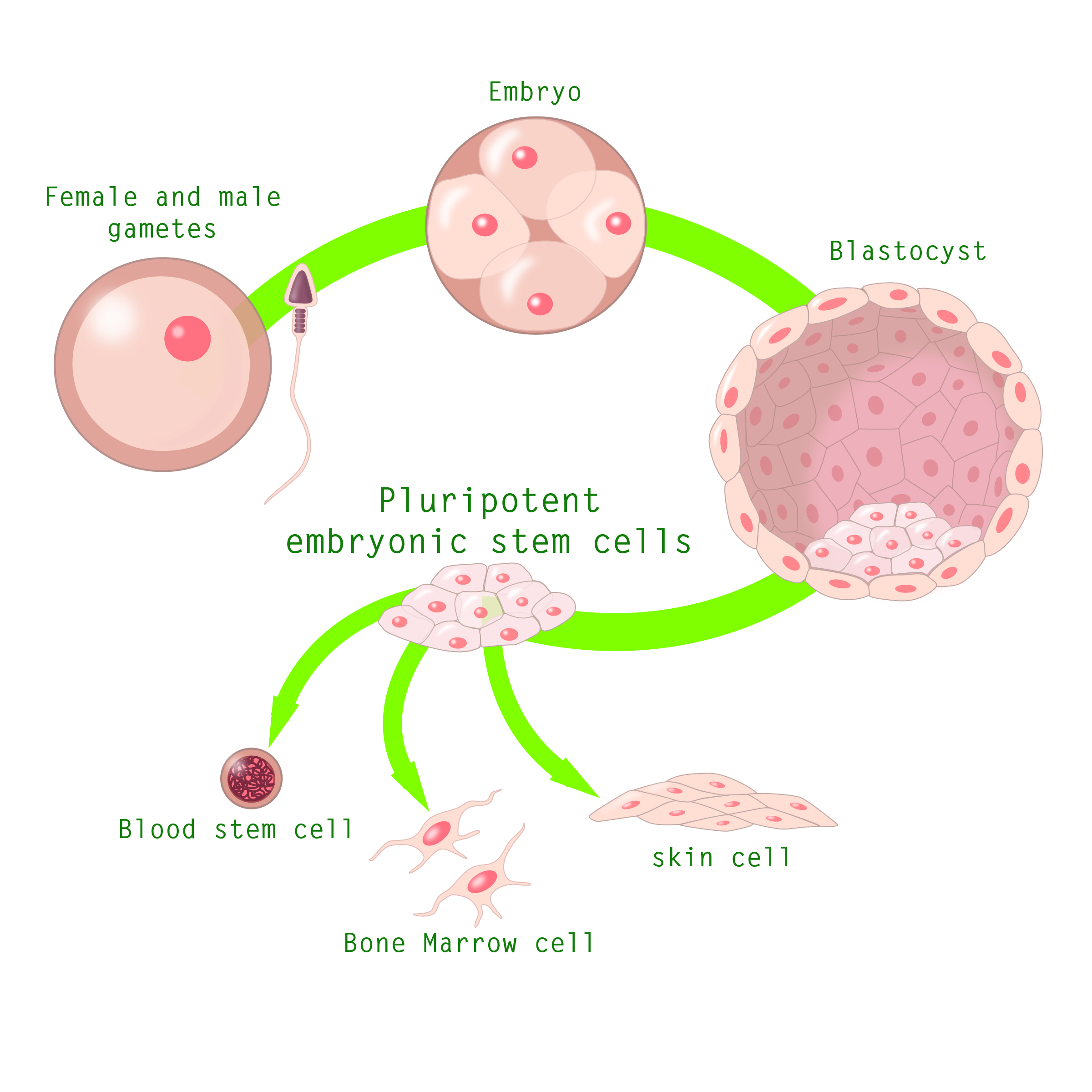 Stem Cell Diagram