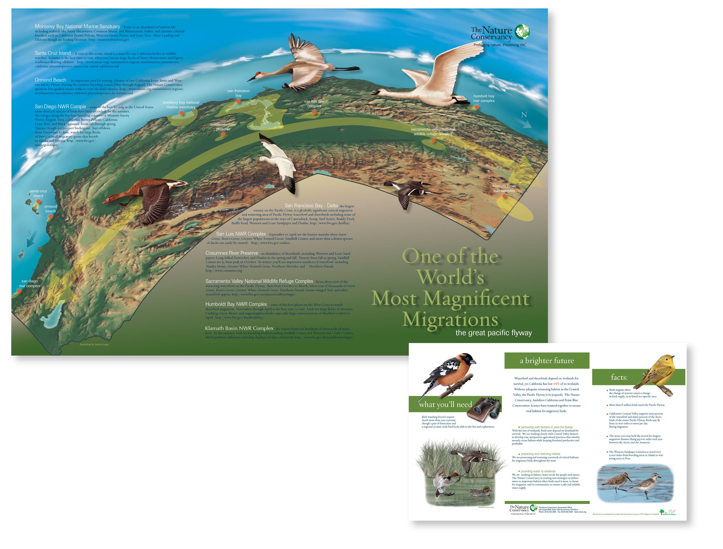 "One of the World's Most Magnificent Migrations" brochure of Californian birds