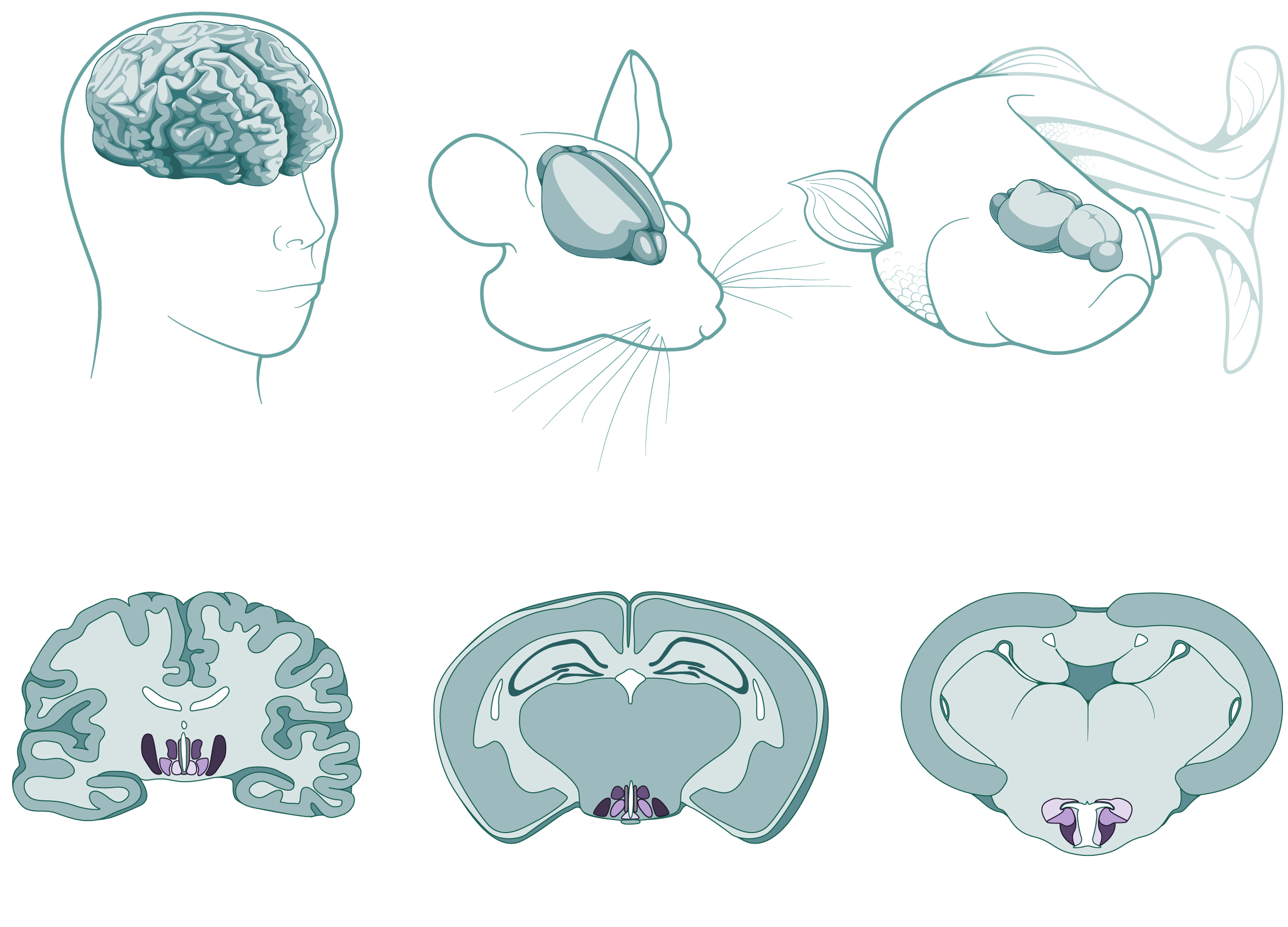 Comparison illustration of the hypothalamus in a human, mouse and zebra fish brain