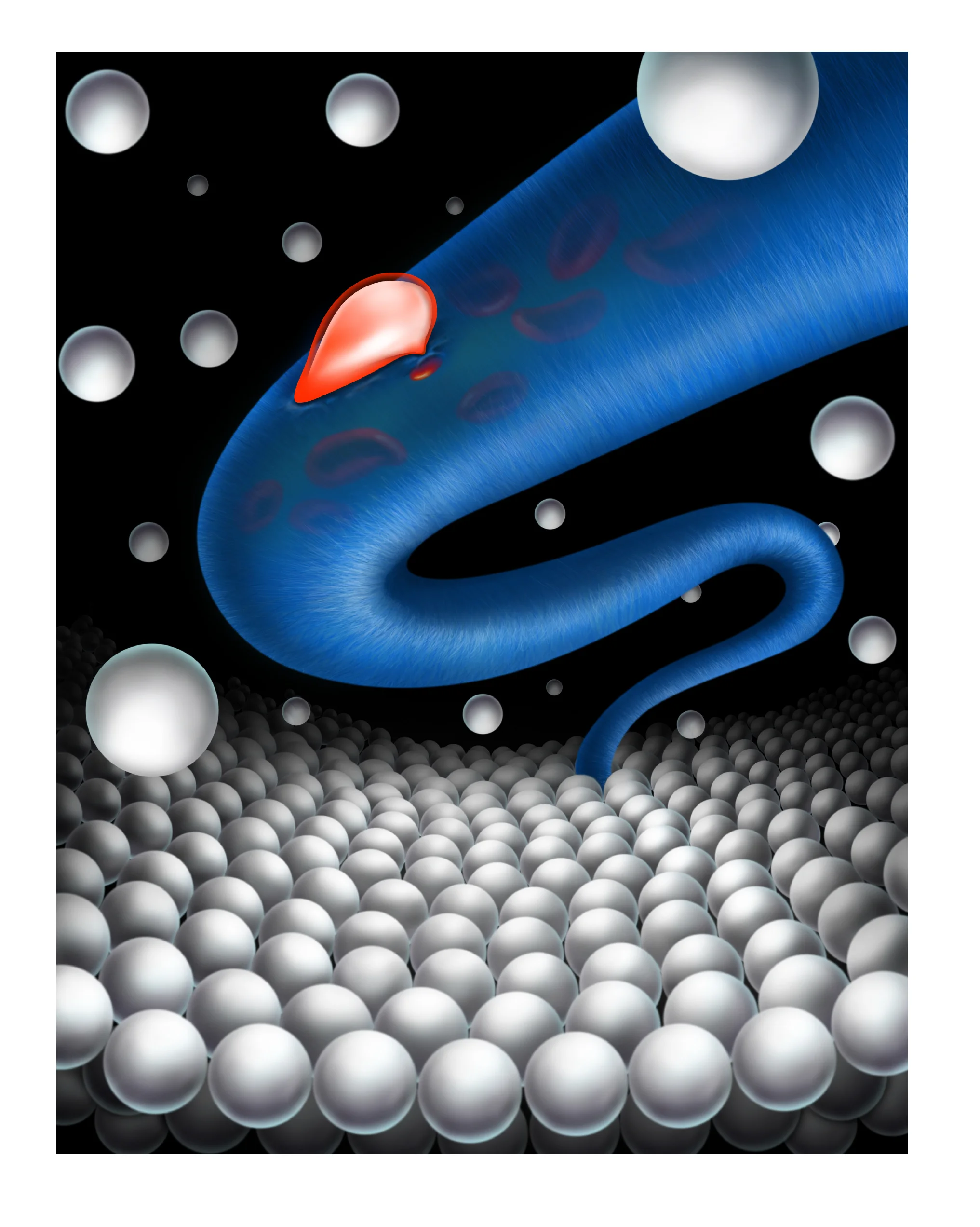 "Neural crest-derived percytes promote egress in mature thymocystes at the corticomedullary junction"