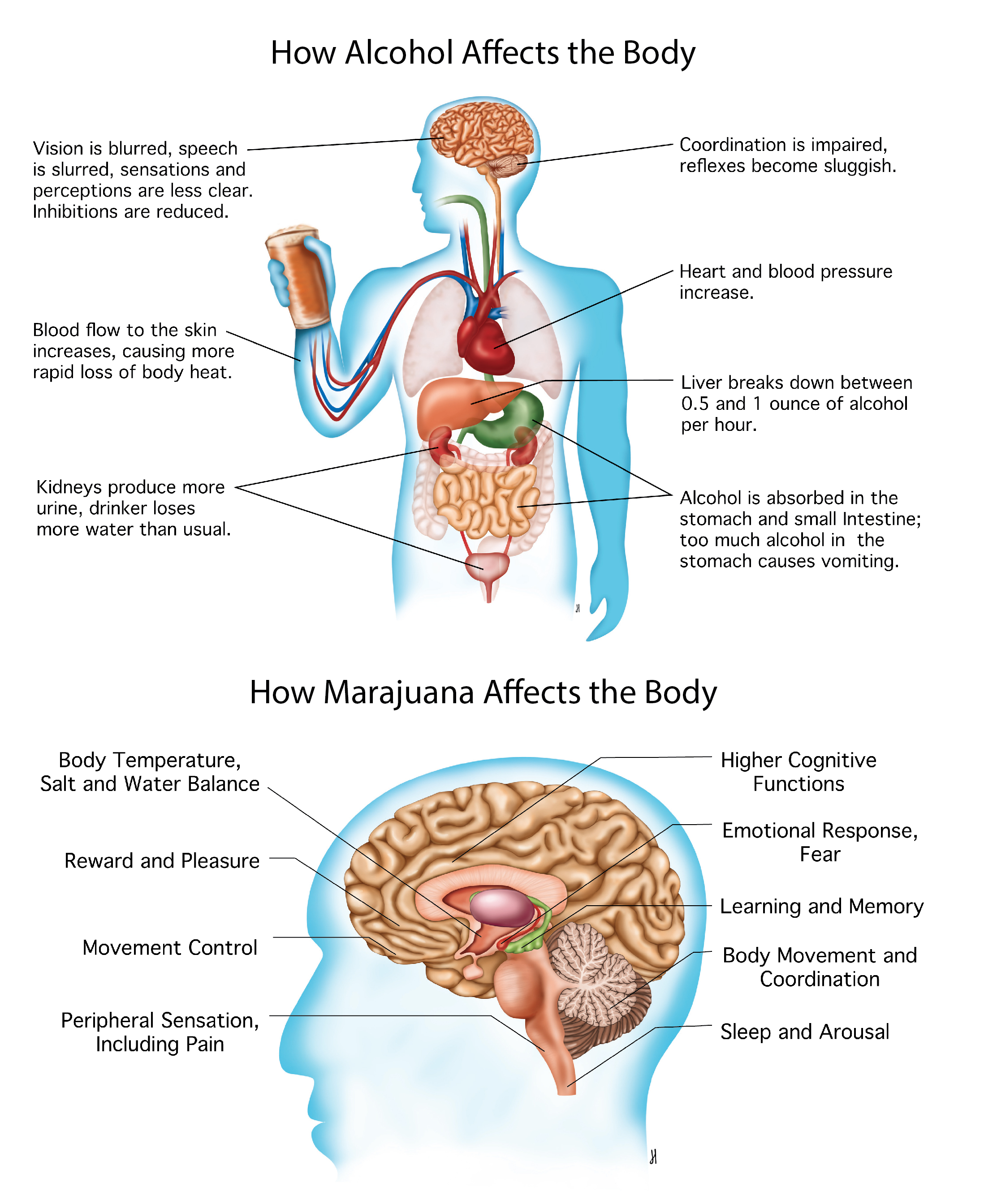 How Alcohol and Marajuana affect the body