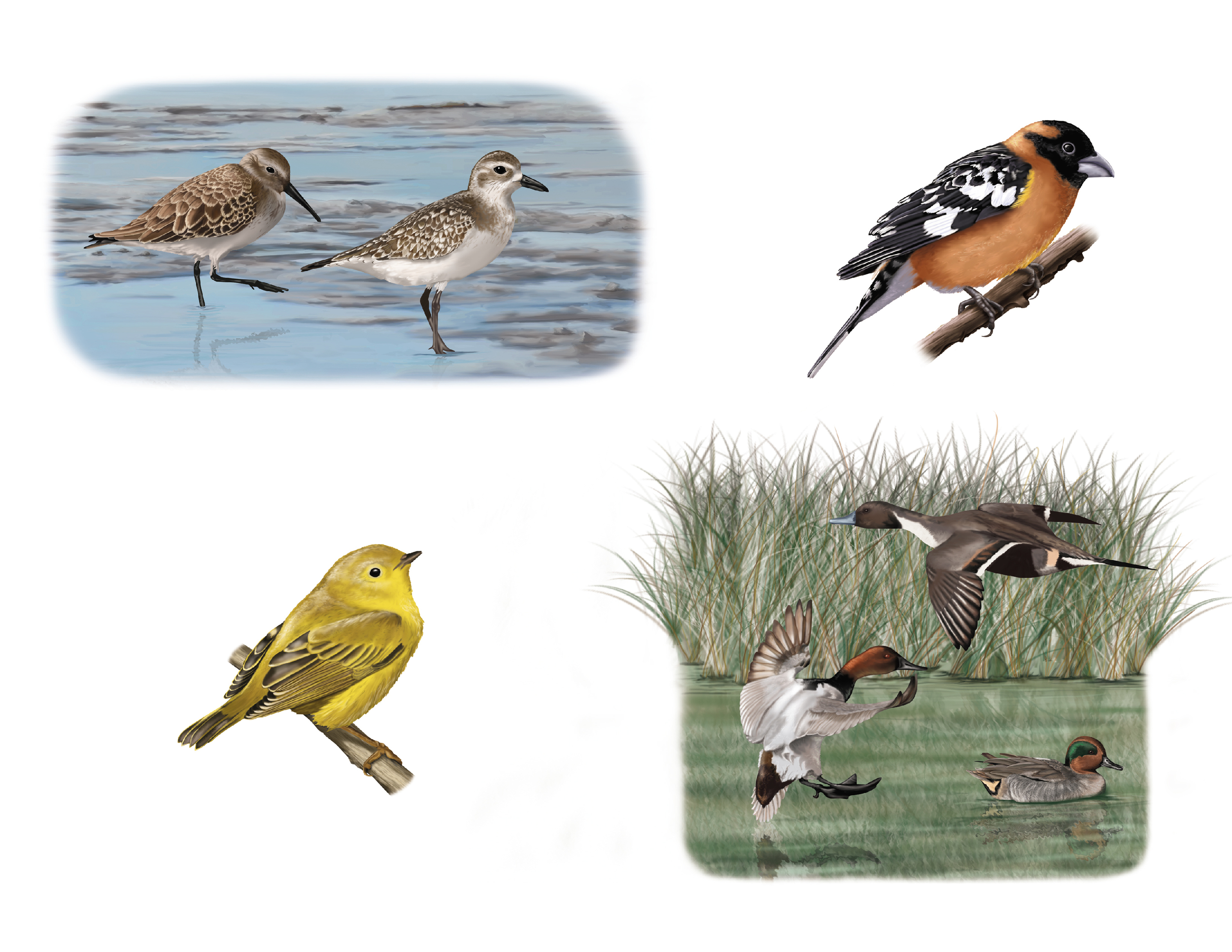 Migratory birds of California