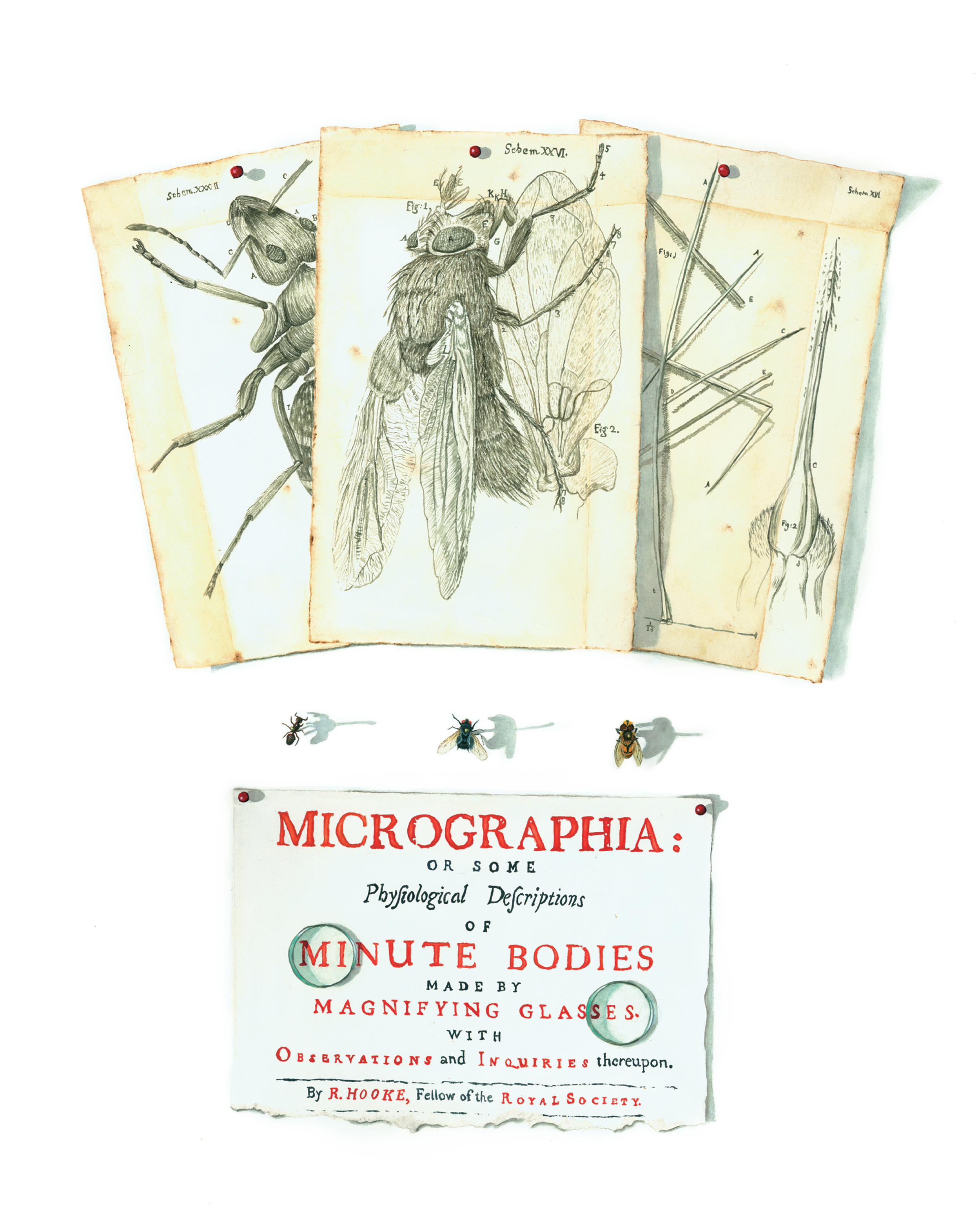 Micrographia Tromp l'oeil