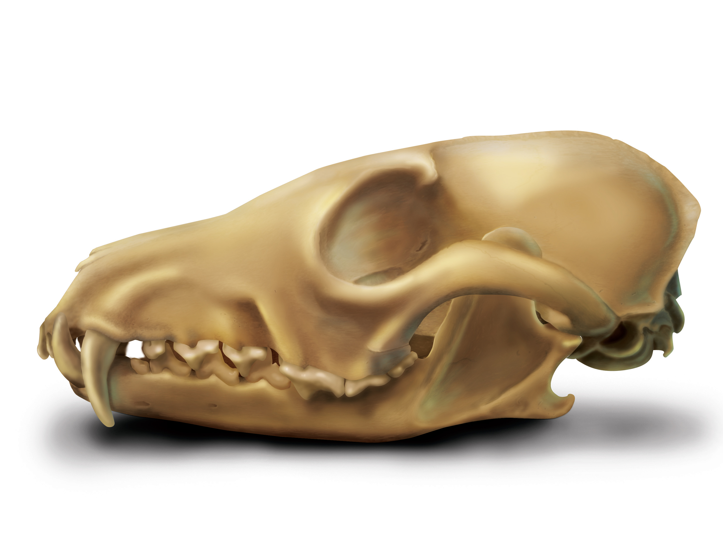 Red Fox Skull