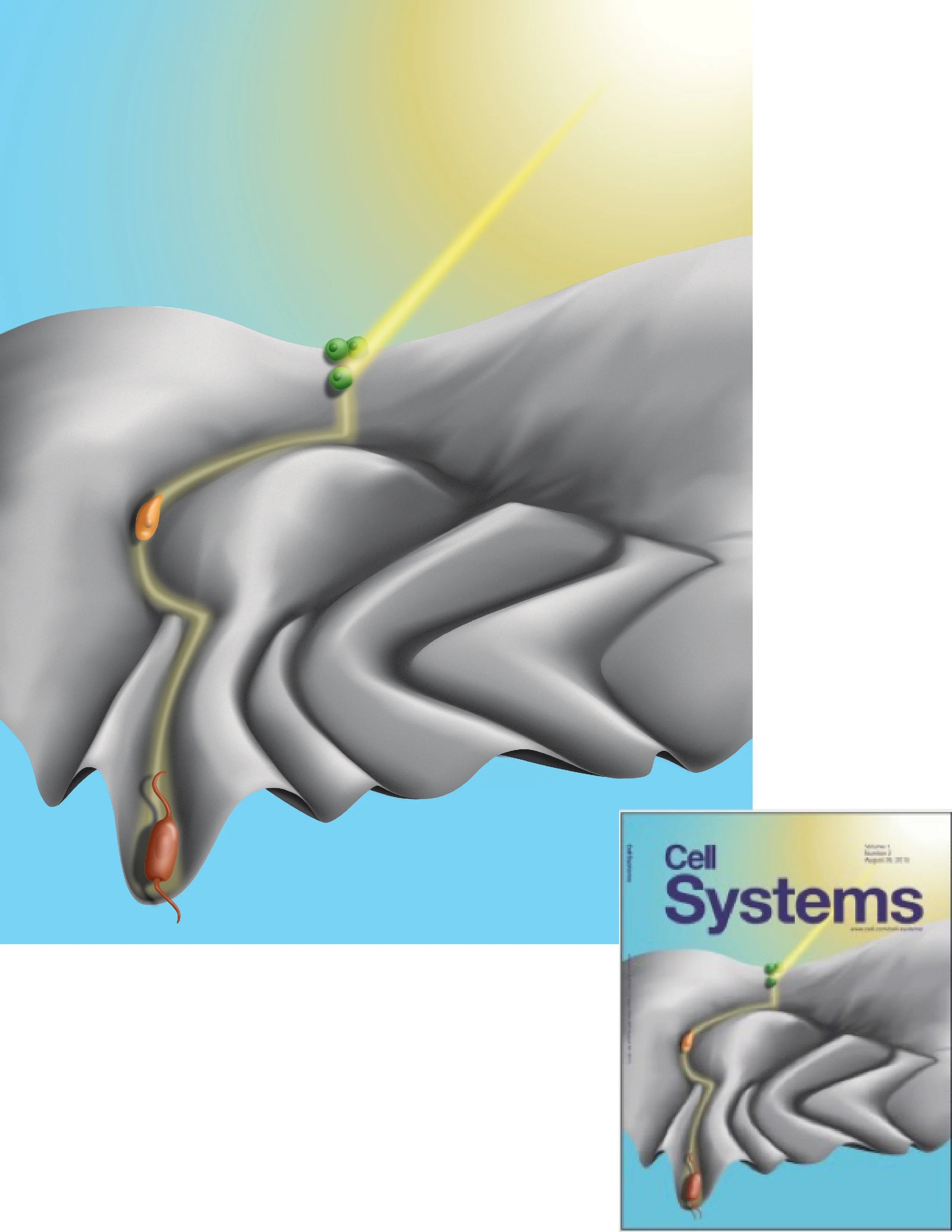 "Transcription Factor Competition Allows Embryonic Stem Cells to Distinguish Authentic Signals from Noise"
