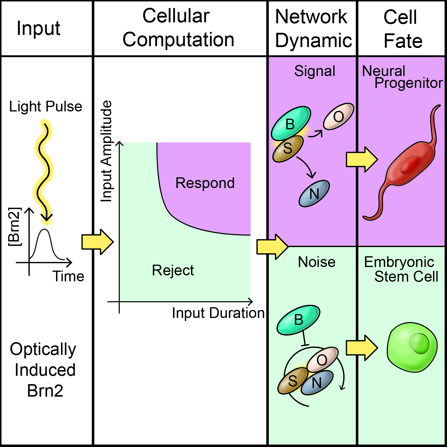 "Transcription Factor Competition Allows Embryonic Stem Cells to Distinguish Authentic Signals from Noise"