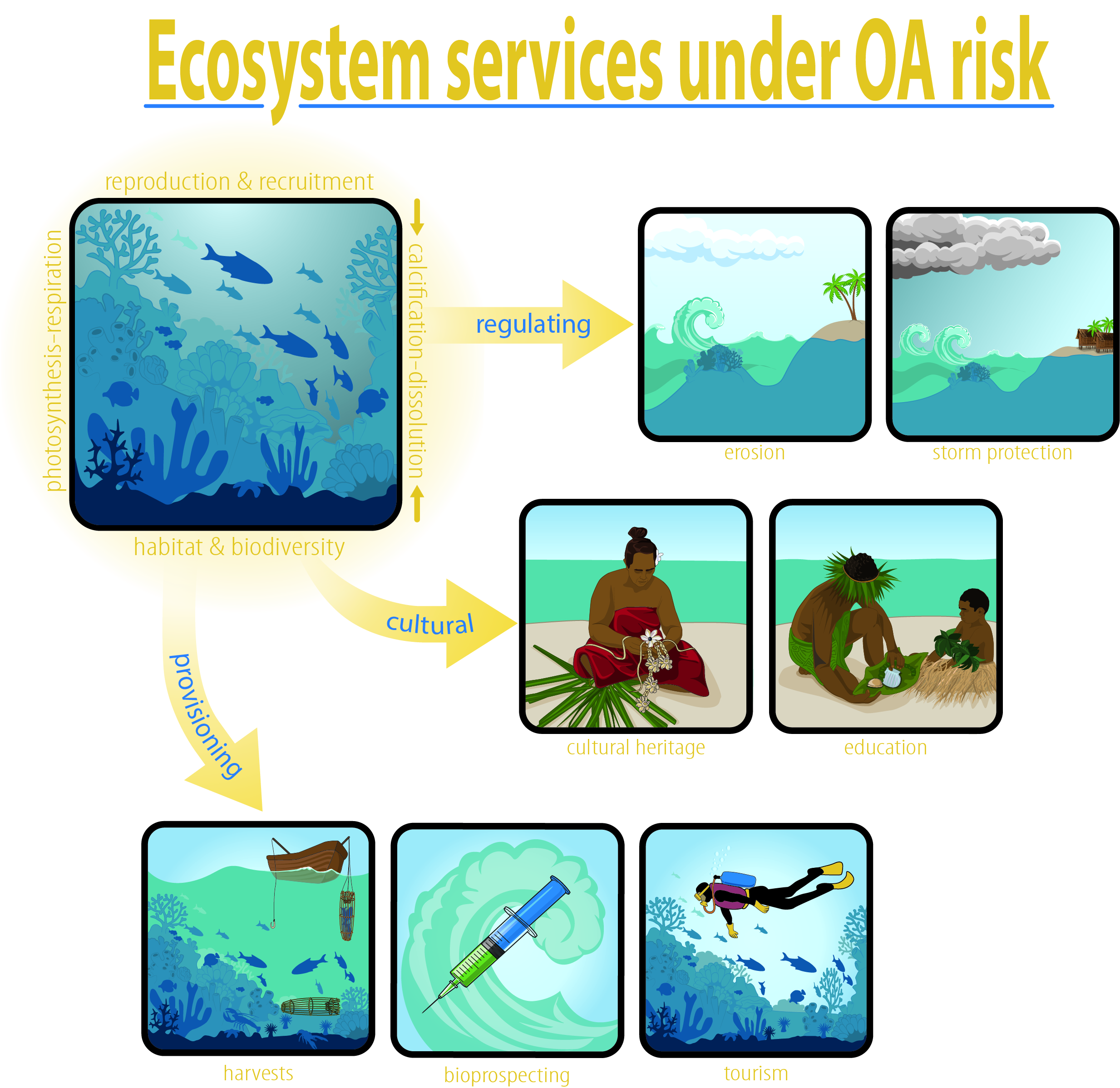 "Ecosystem services under OA risk"