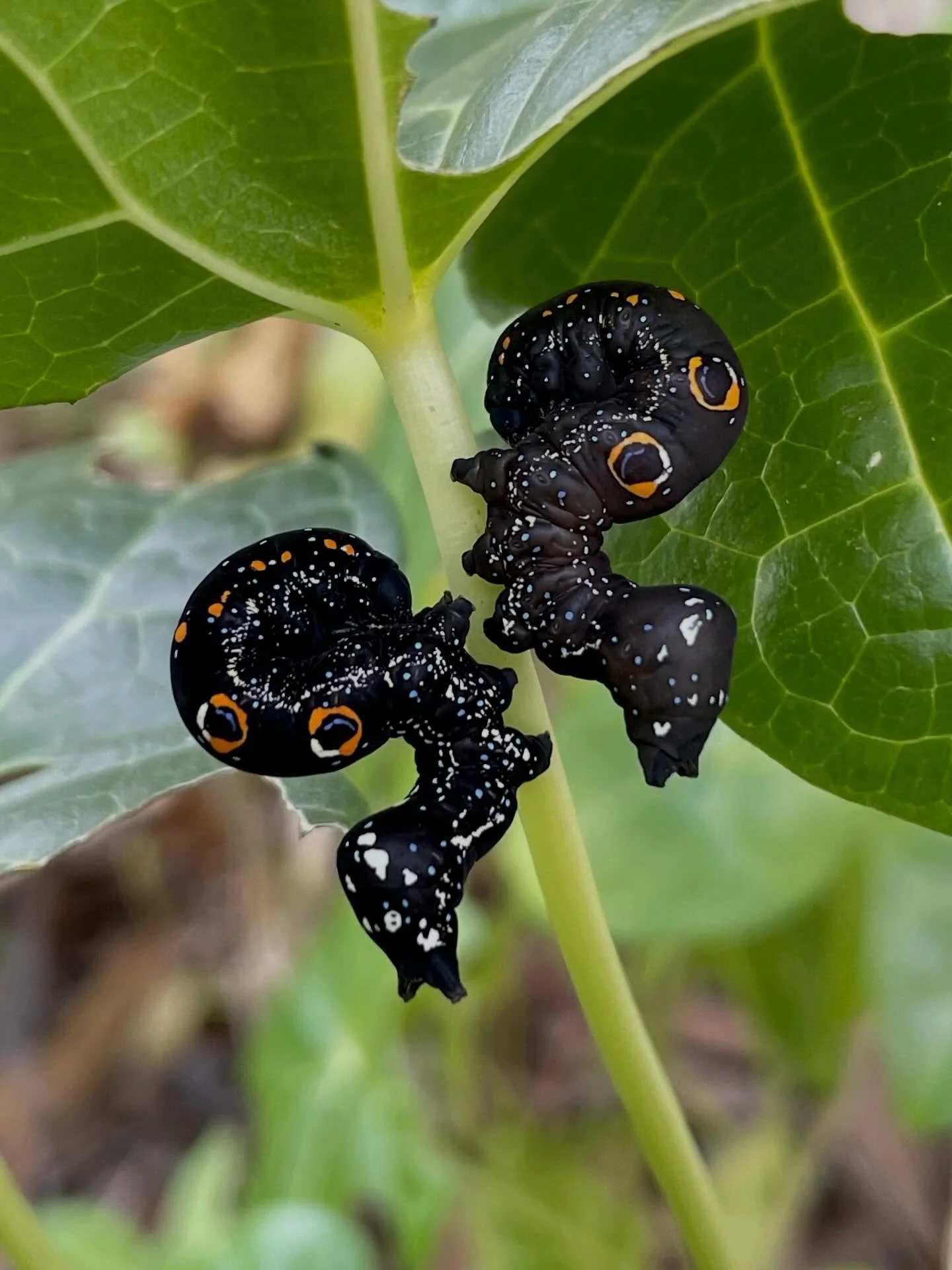 We have visitors&hellip; incredible creatures always welcome #mparntwe