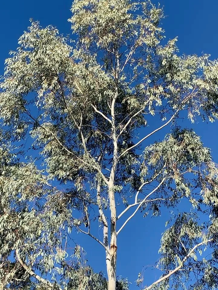 A few weeks in central oz