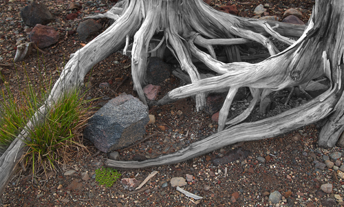 3CreeksRoots-1b.jpg