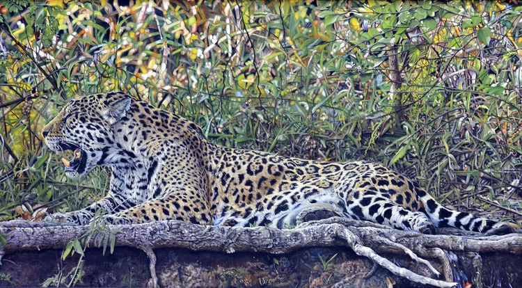 leopard.jpeg
