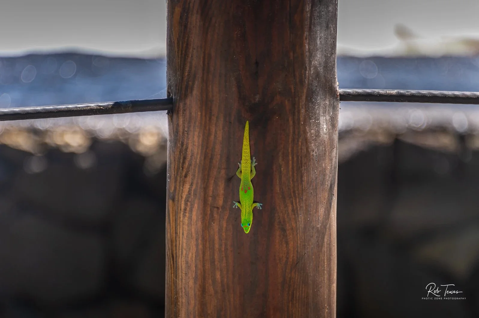 00f1a0_e07d45996c4948bf82ff0f4eb79e4047~mv2 copy.jpg