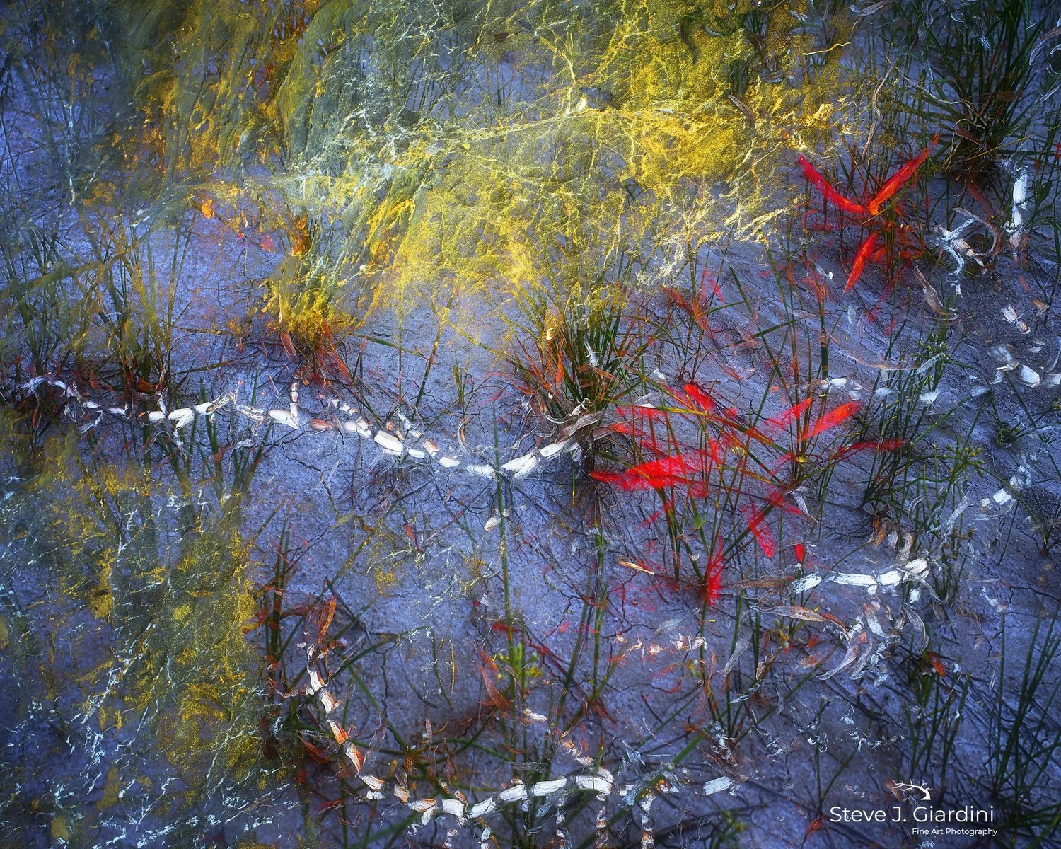 Succulent_Red_VI_24068MIBNWHX2DC_5x4_sqsp.jpeg