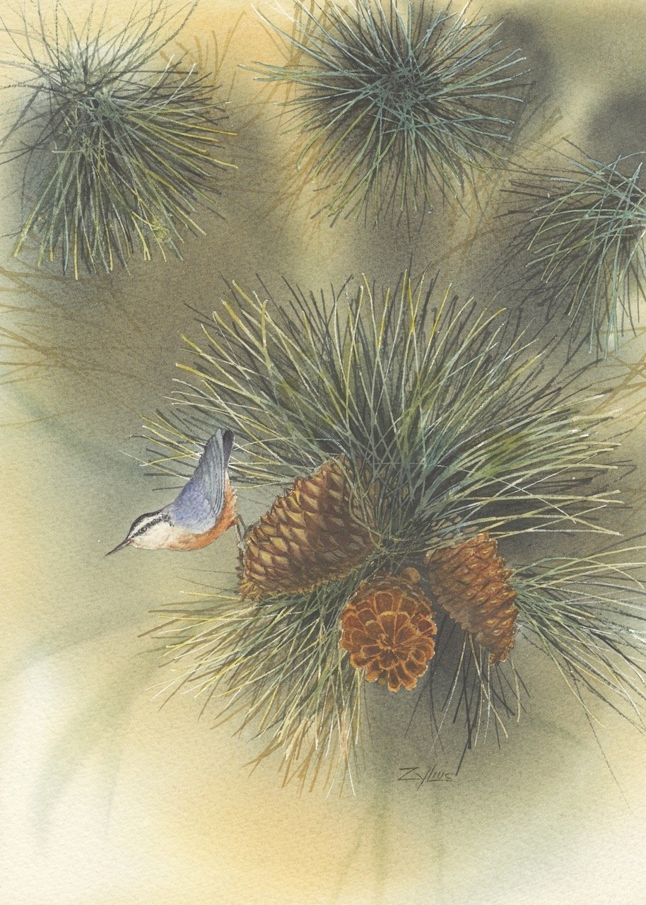Don Zylius - Nut Hatch Pine Cones Large.jpeg