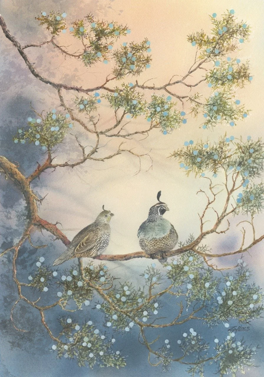 Don Zylius - Quail in Juniper Large.jpeg