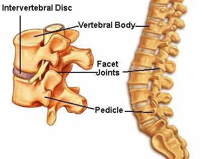 intervertebral disc