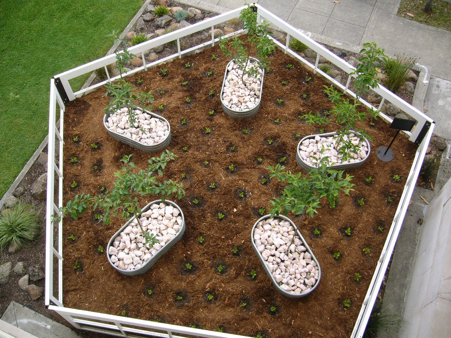 SWEET SURVIVAL 2006-2008 . Sonoma County Museum, Santa Rosa CA One year outdoor installation re biodiversity; multiple stakeholder participation. Including Santa Rosa Jr. College staff and students & local “apple” groups. Salvaged 11’ hotel doors, soil, native plants, wild & local apple trees.