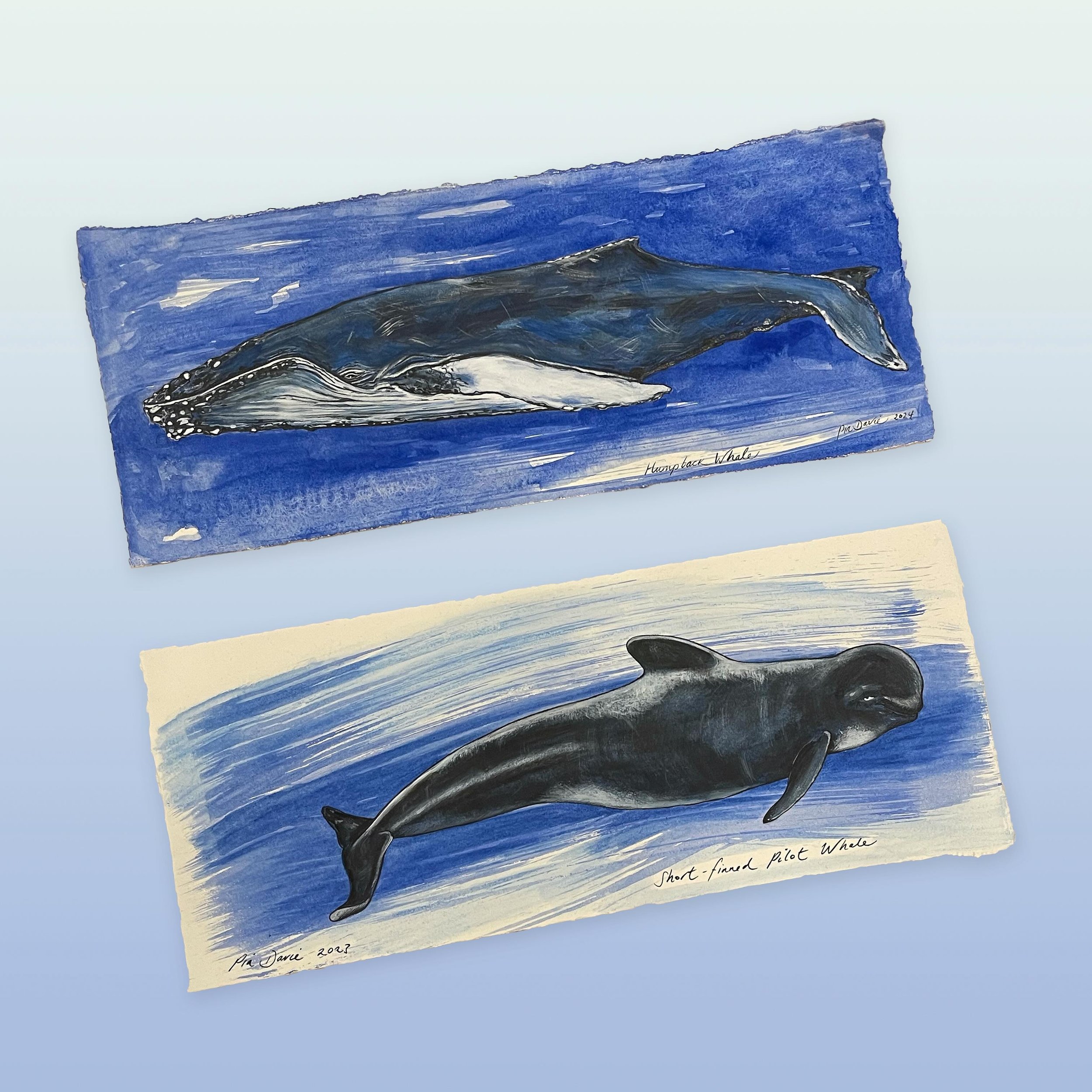 In addition to the beautiful prints and cards from @piadavieartist we also have some original works like these Humpback Whale and Short Finned Pilot Whale watercolour and inks on paper. Reasonably priced and would look gorgeous in a floating frame!
.