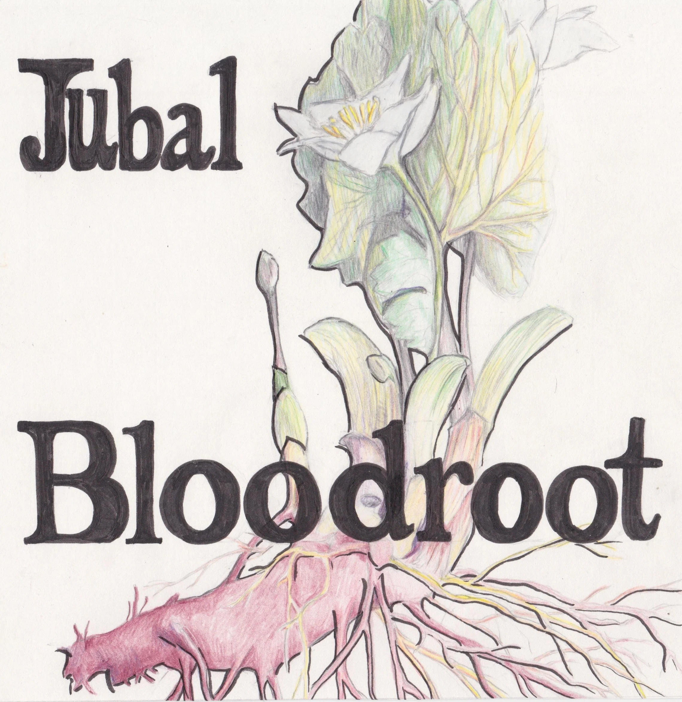 Jubal_bloodroot.jpeg