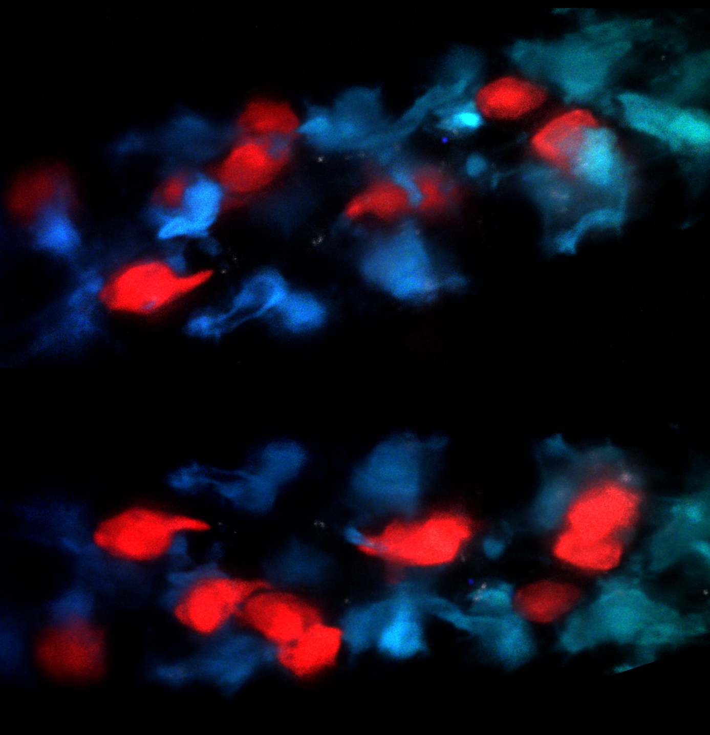 Two to tango . Mononuclear Phagocytes interact with innate lymphoid cells in the intestinal villi.
