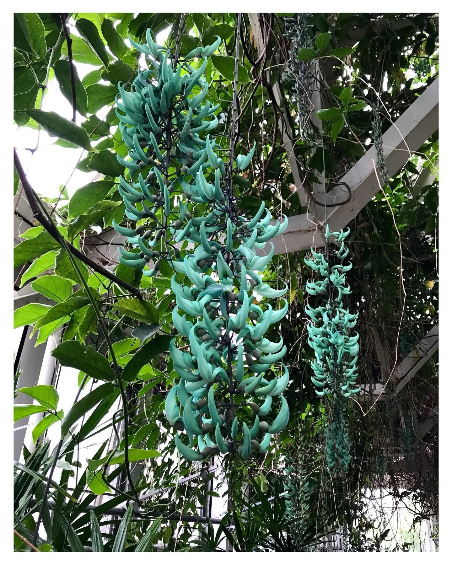 Jade Vine is a rare flower ( Philippine native ) that puts on a stunning display! I saw this plant in its glory, vining on arbors, with its outrageous turquoise blooms dangling in midair... it took my breath away 😲🧚🏻&zwj;♂️ #flowers #flower #jadev