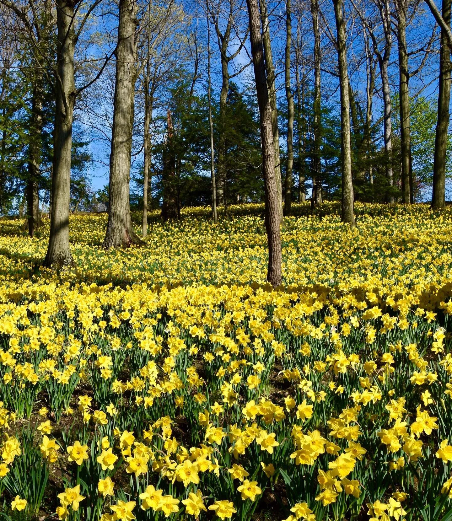 Happy Earth Day! 🌎 Love it Save it! 💚💛💙 #daffodils #dafodilhill #spring #happyearthday #happyearthday🌎 #happyearth #spring #yellow #nature #naturephoto #žydrinarožė
