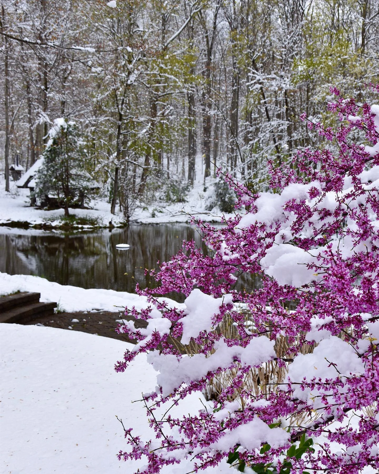 Nature&rsquo;s chaos this morning, more then 4 inches of ❄️❄️❄️ Typical for this area, but still surprising every time. &ldquo;Chaos is the law of Nature; Order is the dream of Man&rdquo; - Henry Adams. True 😃 #springsnow #spring #aprilsnow #flowers