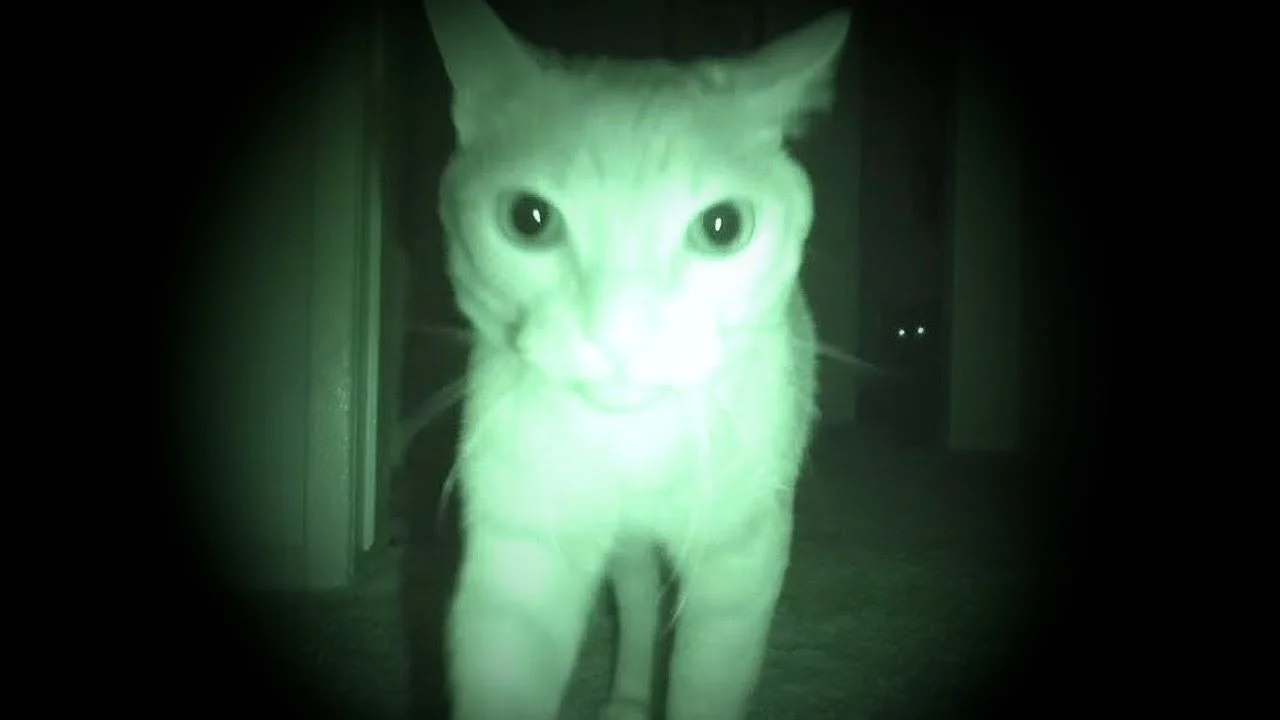 ghost cat 1-vignette.jpg
