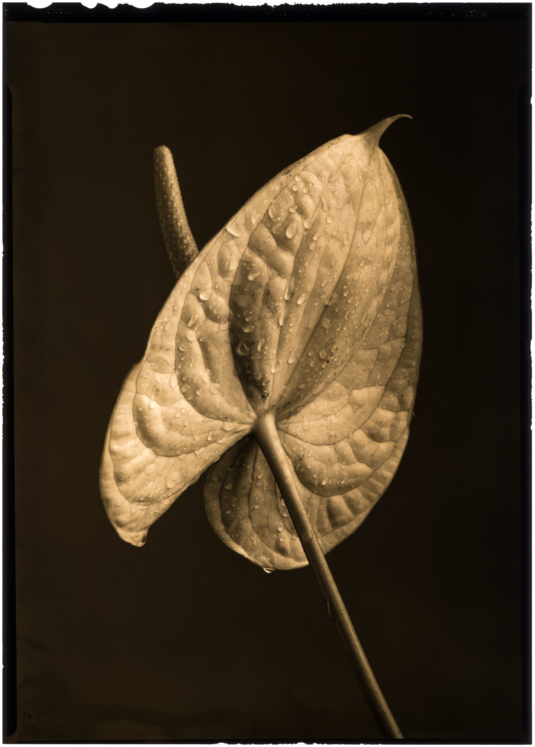 'Anthurium No.1'