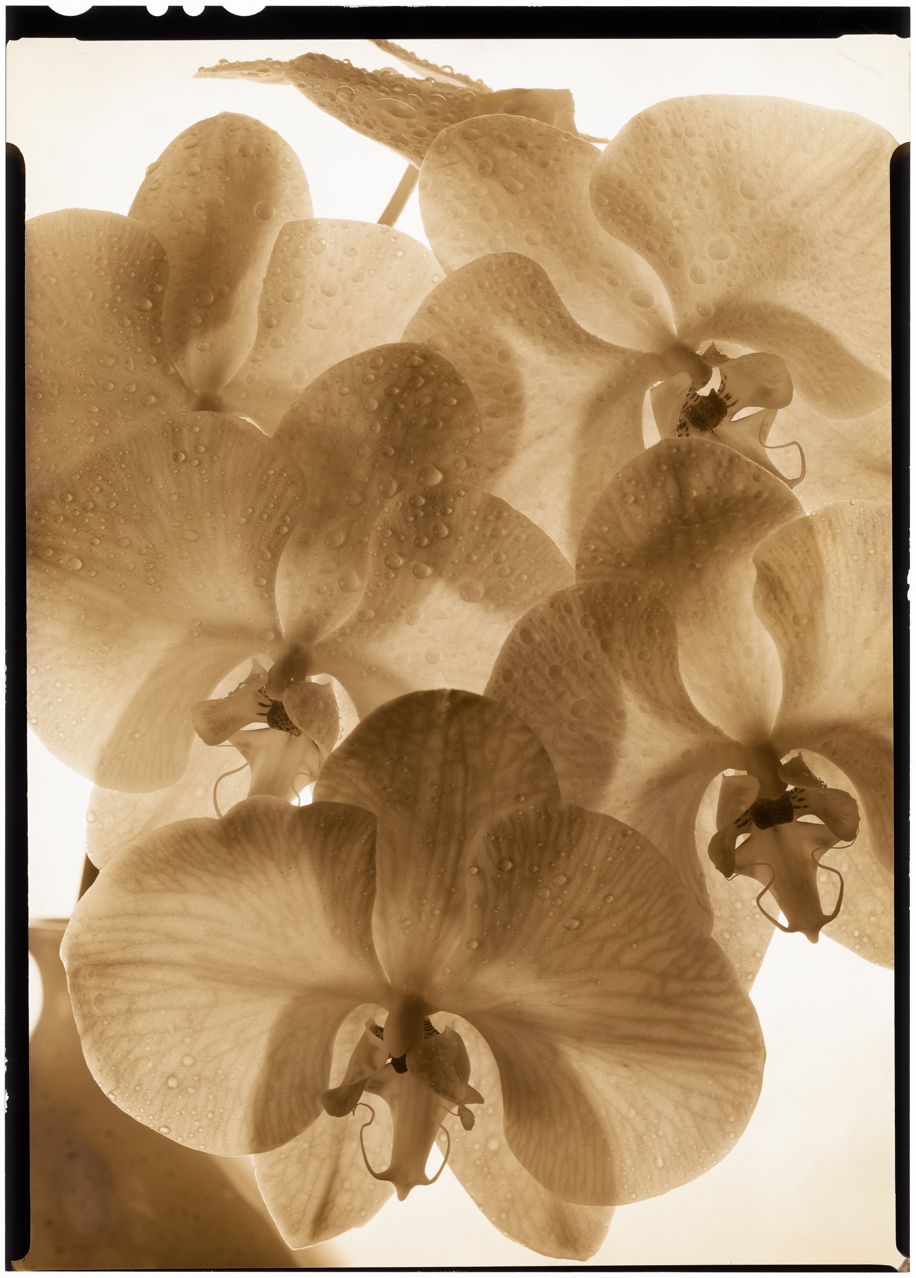 'Orchids No.1'