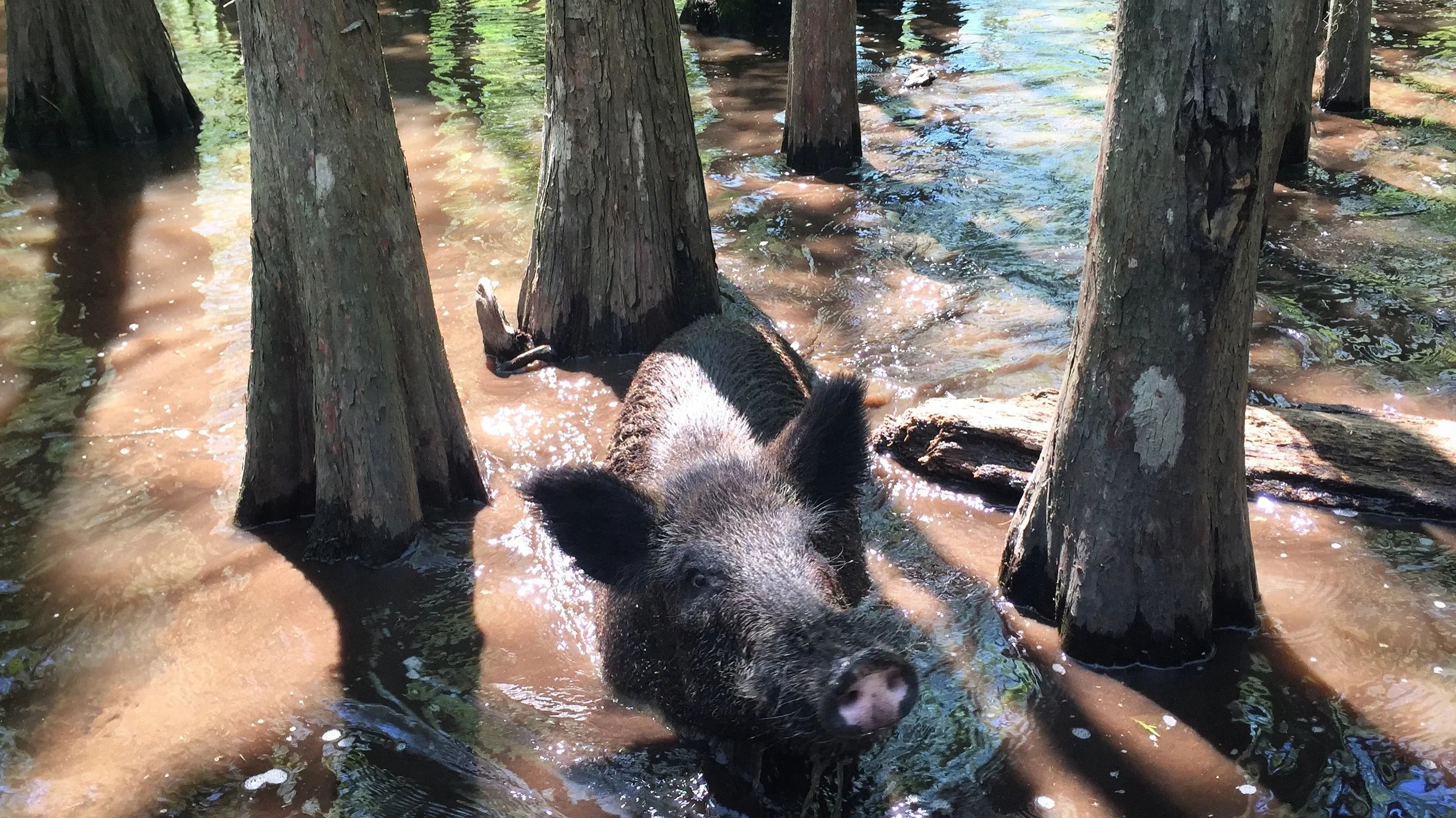 New Orleans | Cajun Encounters Tour