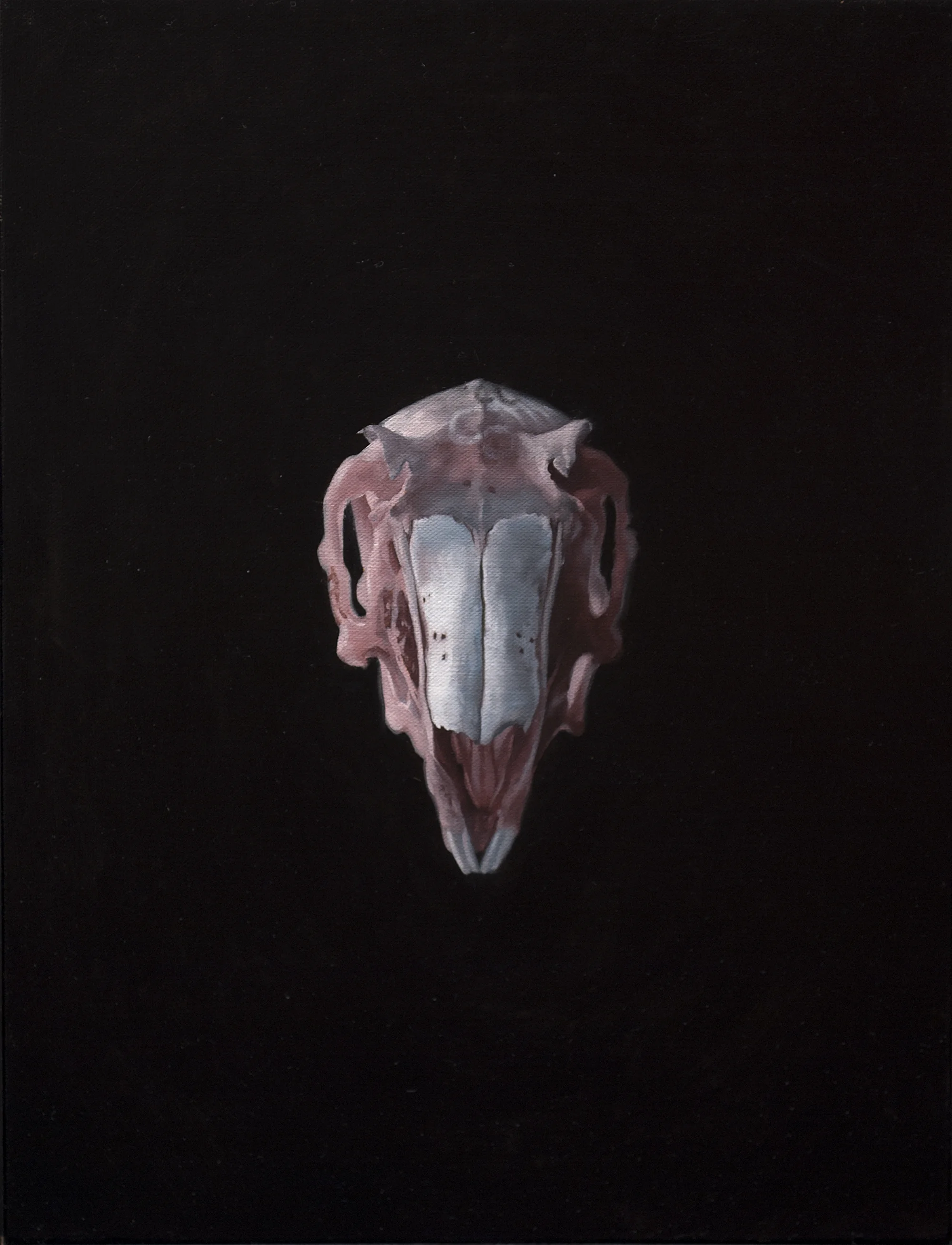 preview-rabbitskull-leporidae.jpg