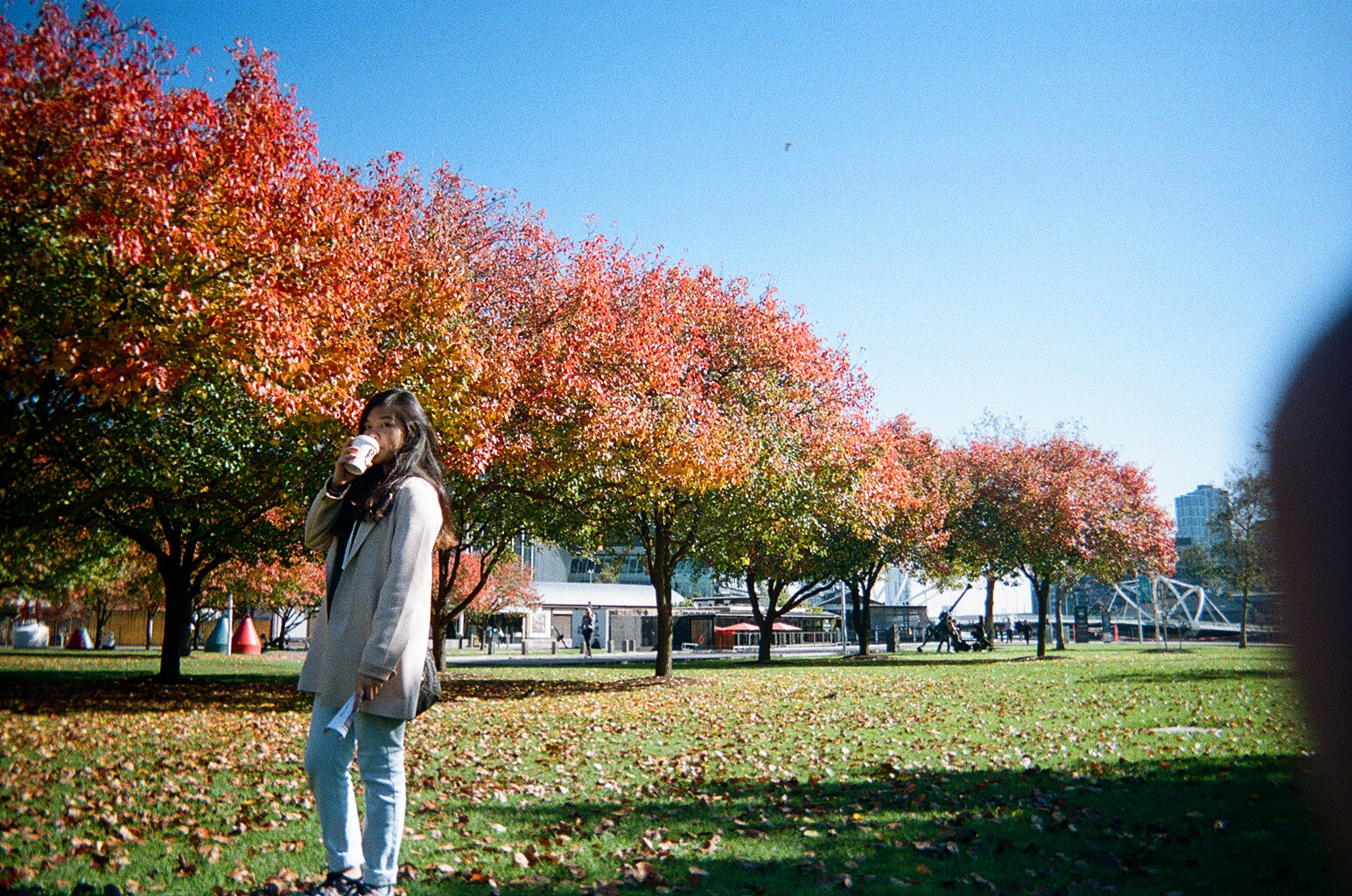 A great find outside the DFO - a row of trees with beautifully coloured leaves. Now, that's Autumn. 