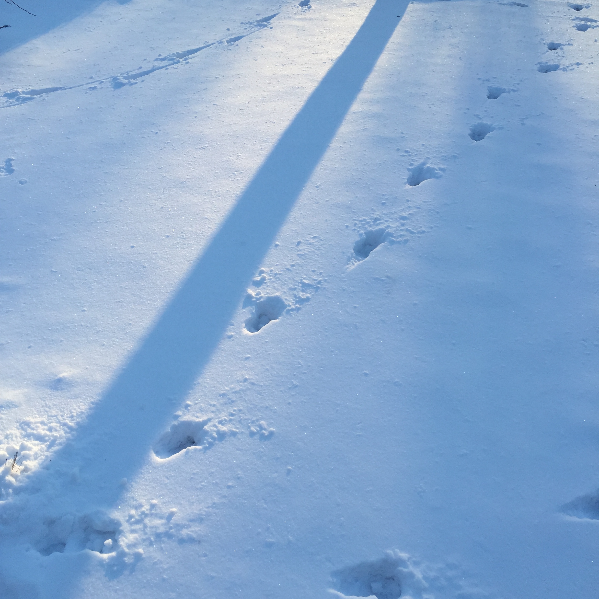 blue snow shadows at dusk light