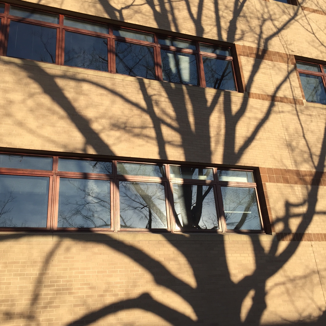 the setting sun knew, so the oak stood in the way