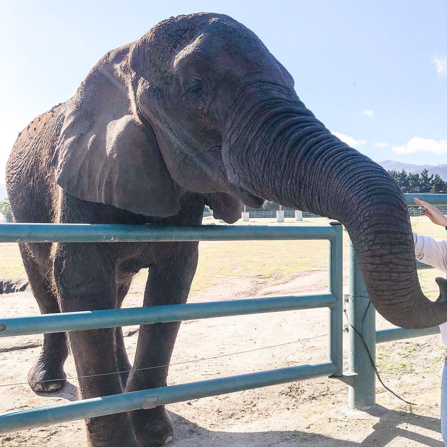 We had the most amazing morning meeting Butch and feeding him his morning snacks. Now off the see the big cats and other animals at the @montereyzoo 🐘🐅🐫