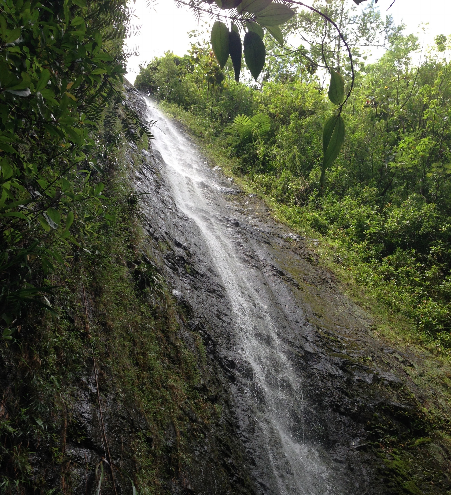 Hiking Manoa Falls