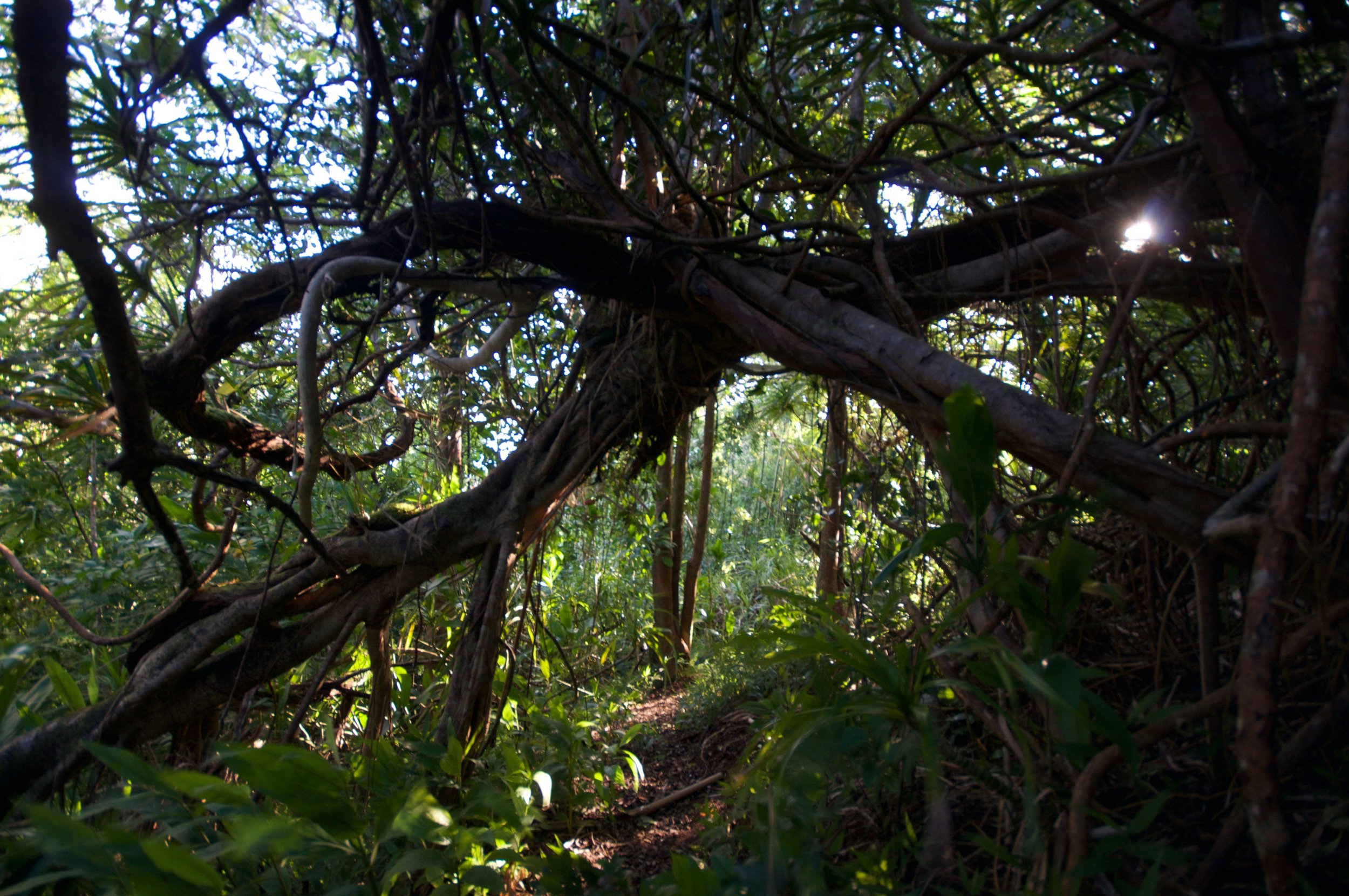 Makiki Valley Loop