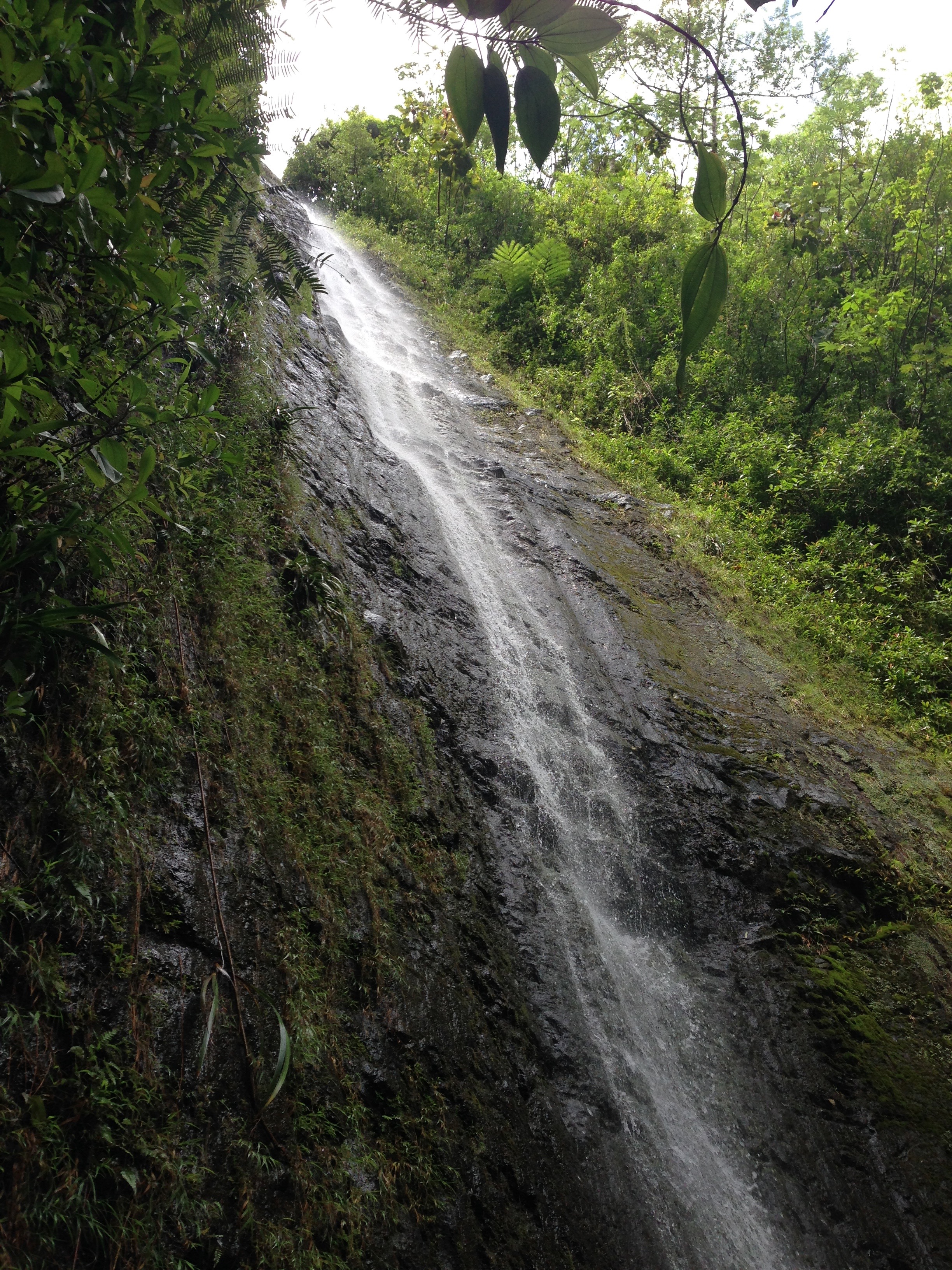 Manoa Falls